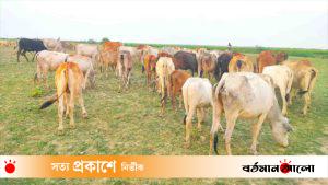 বিএসএফ জানালে খবর পেল বিজিবি, সীমান্তে ২০০ গরু পার নিয়ে লঙ্কাকাণ্ড