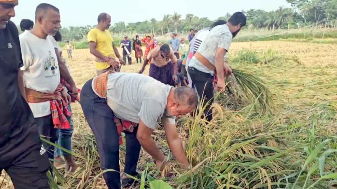 টুঙ্গিপাড়ায় বিধবা নারীর ২ বিঘা জমির ধান কেটে দিলেন এমপি জিলানী