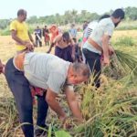 টুঙ্গিপাড়ায় বিধবা নারীর ২ বিঘা জমির ধান কেটে দিলেন এমপি জিলানী