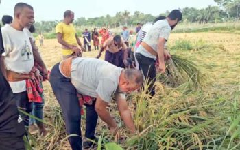 টুঙ্গিপাড়ায় বিধবা নারীর ২ বিঘা জমির ধান কেটে দিলেন এমপি জিলানী