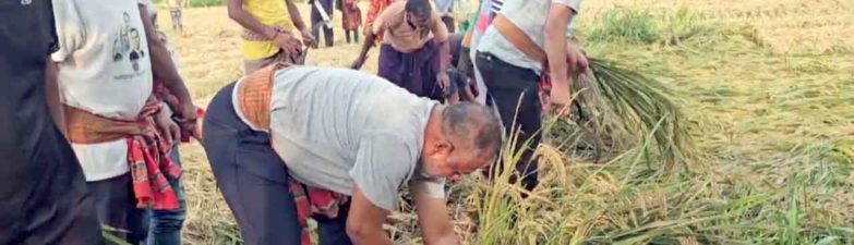 টুঙ্গিপাড়ায় বিধবা নারীর ২ বিঘা জমির ধান কেটে দিলেন এমপি জিলানী