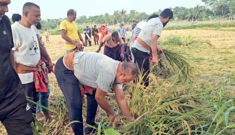 টুঙ্গিপাড়ায় বিধবা নারীর ২ বিঘা জমির ধান কেটে দিলেন এমপি জিলানী