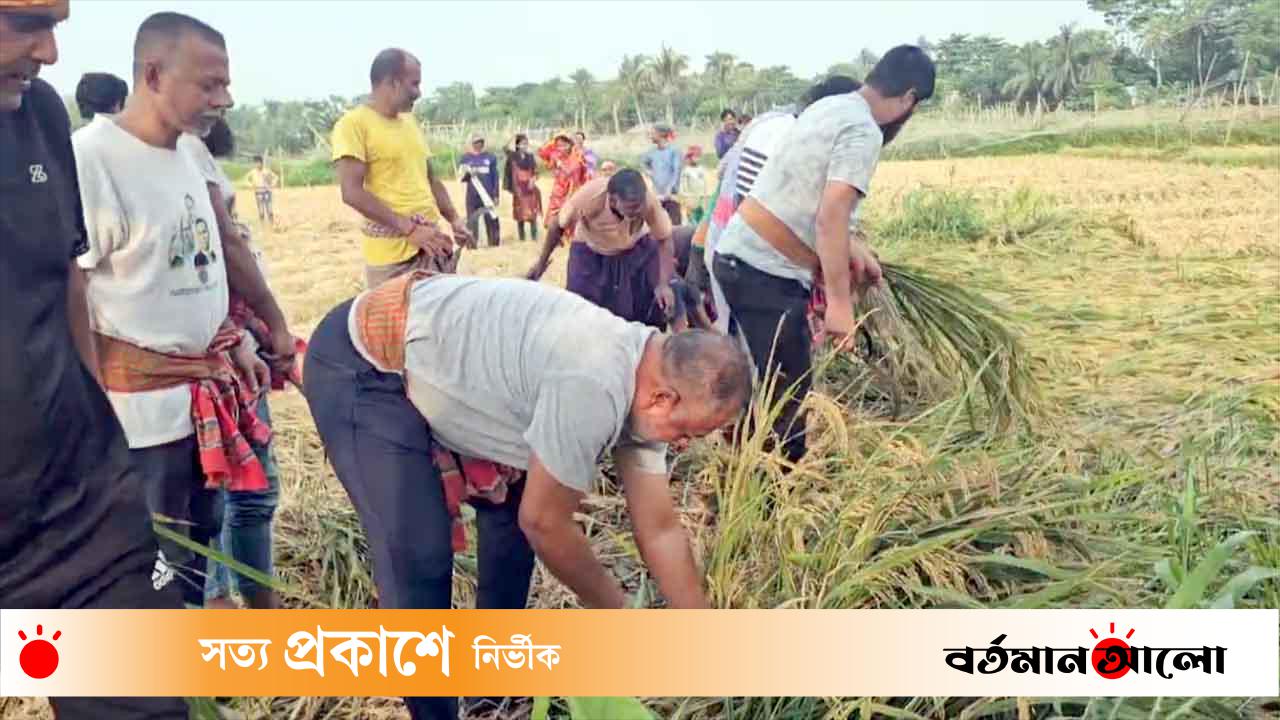 টুঙ্গিপাড়ায় বিধবা নারীর ২ বিঘা জমির ধান কেটে দিলেন এমপি জিলানী